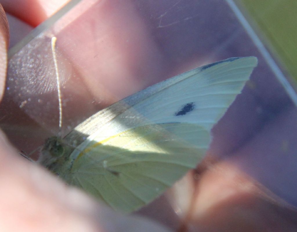 Pieris rapae?  S